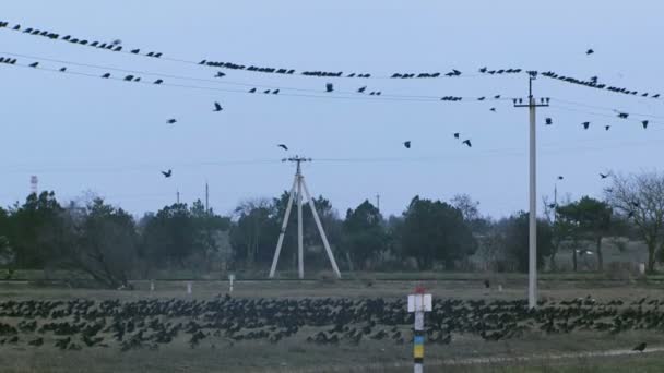 Flight of wild birds. — Stock Video