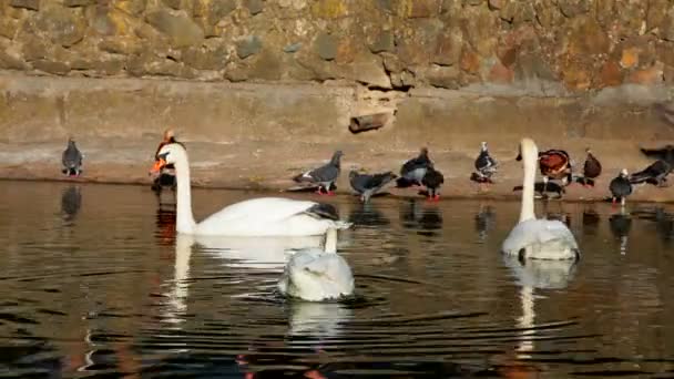 Pájaros grandes y pequeños. Un hermoso cisne blanco está junto a un grupo de patos . — Vídeos de Stock