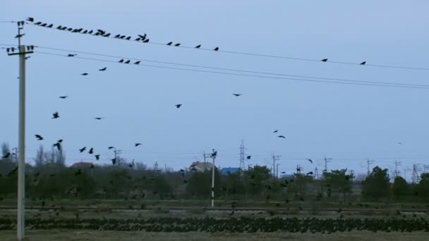 Полет диких птиц . — стоковое видео