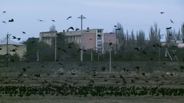 Flug der Wildvögel. — Stockvideo