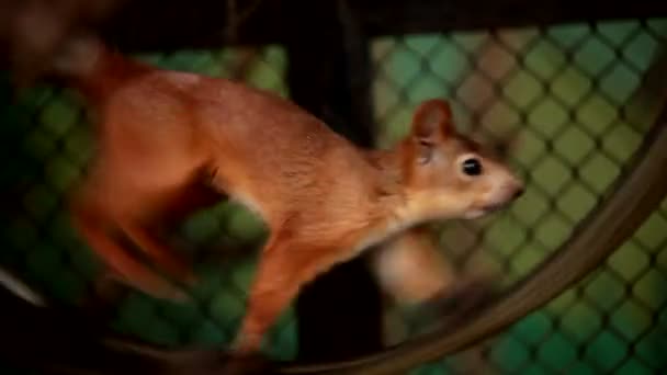 Eekhoorn in gevangenschap. eekhoorn draait ijverig op een wiel. dieren in gevangenschap. — Stockvideo