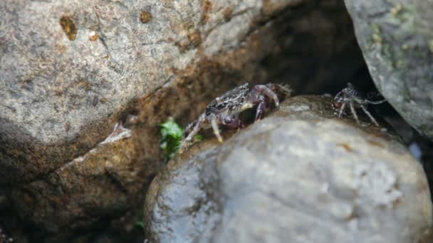 Mehrere Krabben sitzen auf einem Felsen und essen. — Stockvideo
