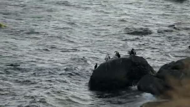 Patos están sentados en una roca en medio del mar . — Vídeo de stock
