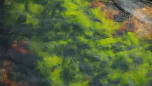 Beautiful seaweed. Algae are developing on the waves. — Stock Video