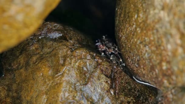 Caranguejo marinho em uma rocha — Vídeo de Stock
