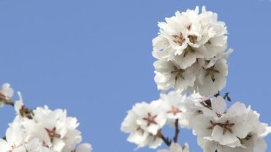 güzel badem çiçeği.