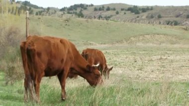 otlatılması inekler