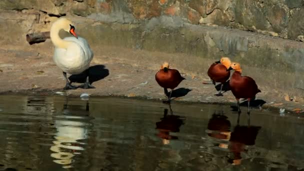 Pájaros grandes y pequeños. Un hermoso cisne blanco está junto a un grupo de patos . — Vídeos de Stock