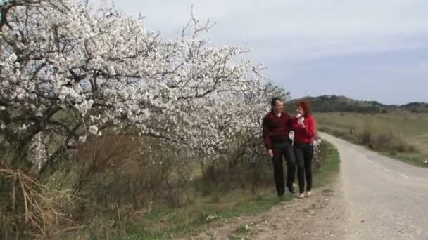 Έρωτα ζεύγος που περπατά γύρω από τα αμύγδαλα. αγάπη ζεύγος που περπατά κατά μήκος του δρόμου δίπλα από το δέντρο του ανθίζοντας αμυγδάλου. — Αρχείο Βίντεο