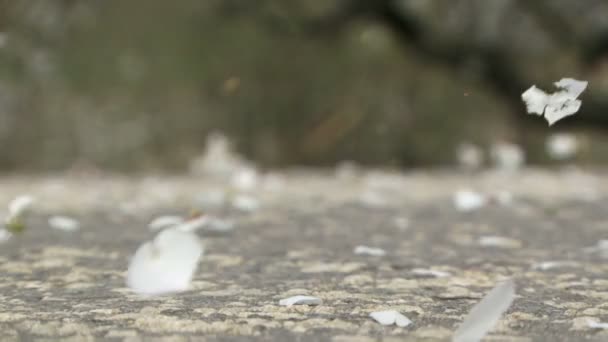 Pétalos blancos en la carretera. Los pétalos blancos del almendro, el viento sopla en el camino . — Vídeo de stock