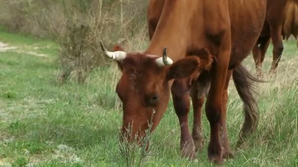 Pastoreo de vacas — Vídeo de stock