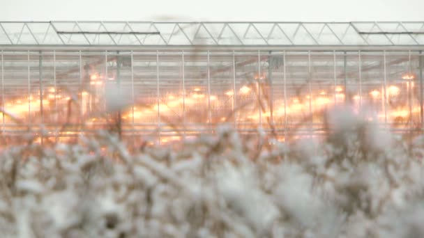 Cambia el enfoque de primer plano a fondo. Invernaderos en el fondo — Vídeo de stock