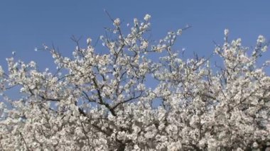 beyaz çiçek ağaçlar