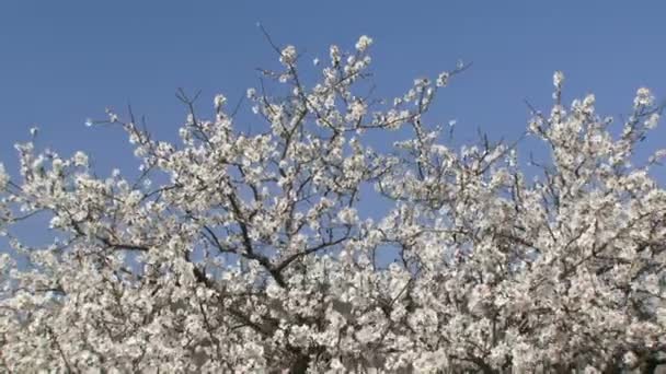 Weiße Blütenbäume — Stockvideo