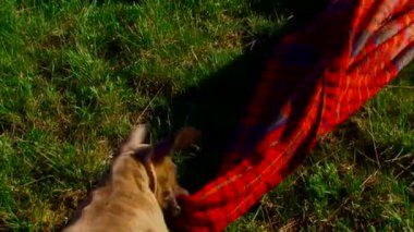 kapatın. yavru bir yorgan ile oynanır.