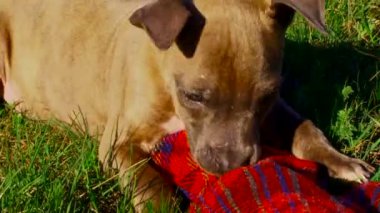 kapatın. yavru bir yorgan ile oynanır.