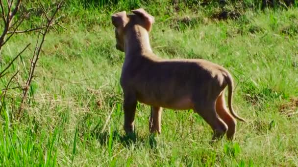 O cachorro é jogado — Vídeo de Stock