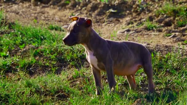 The puppy is played — Stock Video