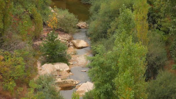 Paisaje salvaje. Hermoso paisaje con árboles altos y pequeño río . — Vídeos de Stock