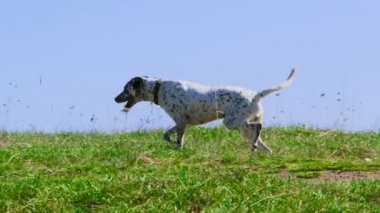 köpek köpek