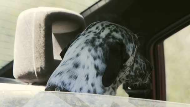 Perro mascota en el coche . — Vídeos de Stock