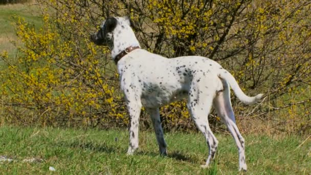 Dog Purebreds contra la naturaleza . — Vídeo de stock