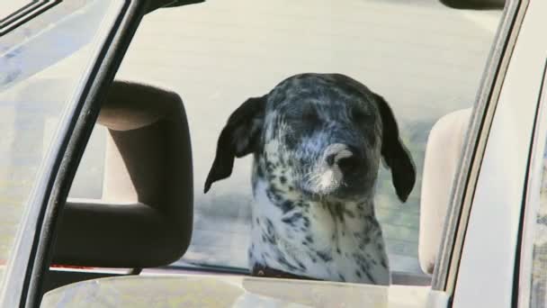 Hond in de auto. — Stockvideo