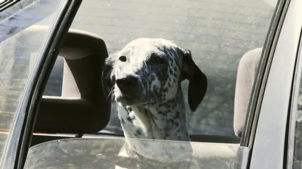 Dog in the car. — Stock Video