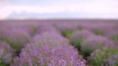 güzel lavanta alan. güzel çiçekli çalılar lavanta.