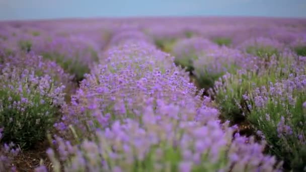 Lindo campo de lavanda. Belos arbustos floridos de lavanda . — Vídeo de Stock