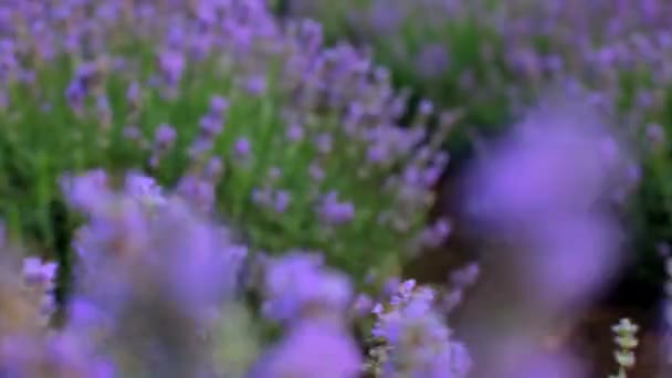 Vackra lavendel fält. vackra blommande buskar lavendel. — Stockvideo