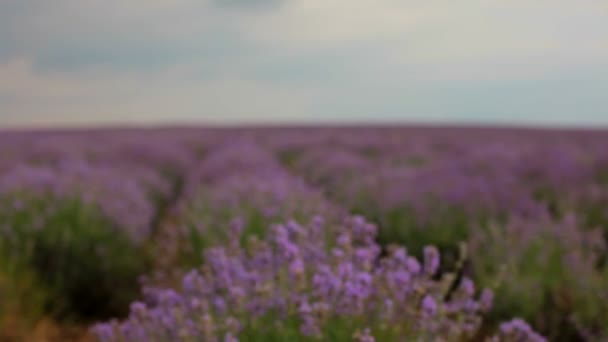 Hermoso campo de lavanda. Hermosos arbustos florecientes de lavanda . — Vídeos de Stock