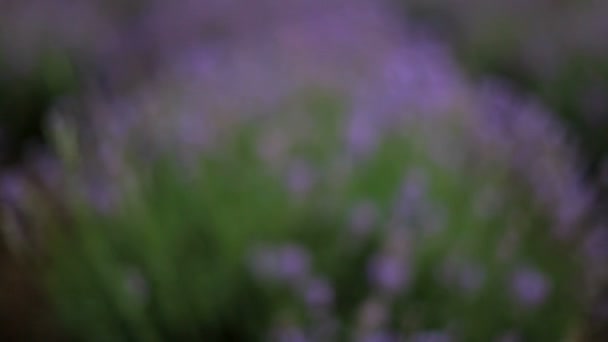 Hermoso campo de lavanda. Hermosos arbustos florecientes de lavanda . — Vídeo de stock