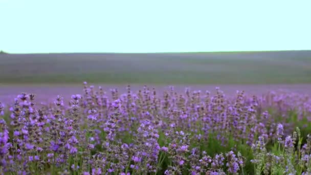 美しいラベンダー畑。ラベンダーの美しい花の茂み. — ストック動画