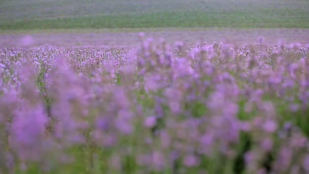 Vackra lavendel fält. vackra blommande buskar lavendel. — Stockvideo