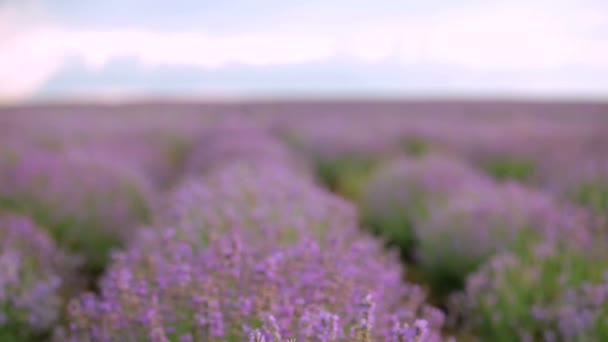 Prachtige lavendel veld. mooie bloeiende struiken van lavendel. — Stockvideo