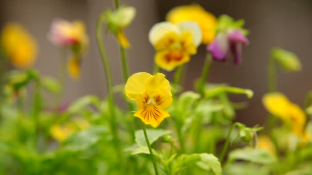 Close-up επικεντρωθεί μια βιόλα πολύχρωμα λουλούδια στον κήπο — Αρχείο Βίντεο