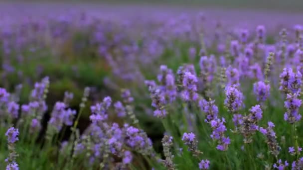 Beautiful lavender field. Beautiful flowering bushes of lavender. — Stock Video