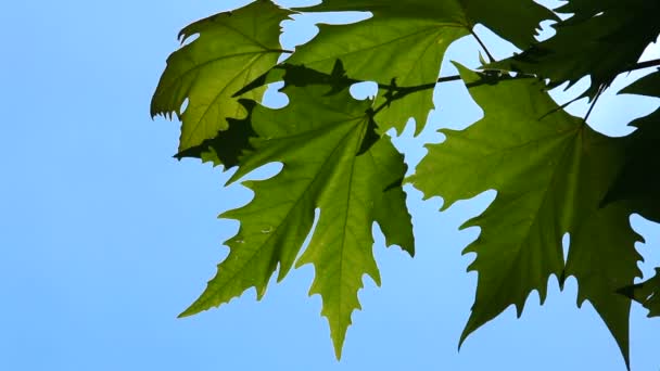 Belle foglie verdi. Belle foglie verdi su un ramo d'albero. Sullo sfondo del bellissimo cielo blu . — Video Stock