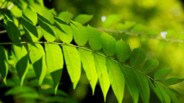 Laisse sur la branche. La branche de l'arbre avec de nombreuses feuilles. Gros plan . — Video