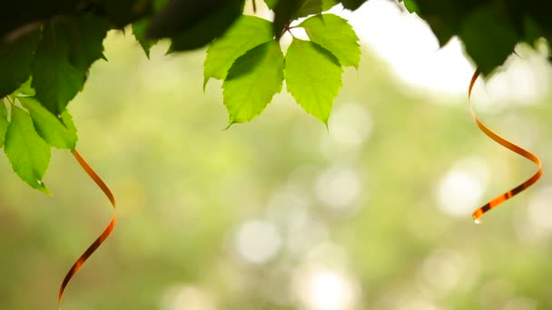Dekorativní stuhy na zelené listoví — Stock video