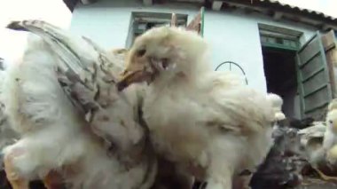 komik tavuk. yerde yatıyor onların yemek yeme tavuk sürüsü. yakın çekim. güzel hatunlar.