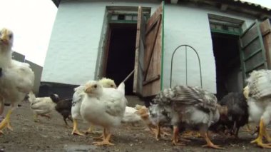 komik tavuk. yerde yatıyor onların yemek yeme tavuk sürüsü. yakın çekim. güzel hatunlar.