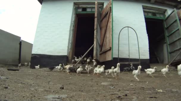 Lustiges Huhn. Eine Herde Hühner frisst ihr Futter, das auf dem Boden liegt. Nahaufnahme. liebliche Küken. — Stockvideo