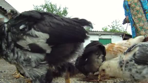 Lustiges Huhn. Eine Herde Hühner frisst ihr Futter, das auf dem Boden liegt. Nahaufnahme. liebliche Küken. — Stockvideo