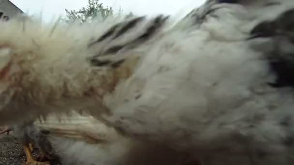 Pollo gracioso. Una bandada de gallinas comiendo su comida que yace en el suelo. Primer plano. Hermosas chicas. . — Vídeos de Stock