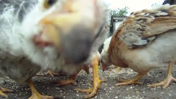 Lustiges Huhn. Eine Herde Hühner frisst ihr Futter, das auf dem Boden liegt. Nahaufnahme. liebliche Küken. — Stockvideo