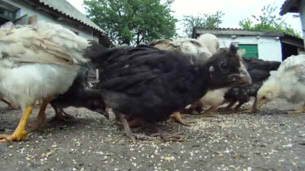 Cheesy chicken coop. A flock of chickens eating their food which lies on the floor. Close-up. Lovely chicks. — Stock Video
