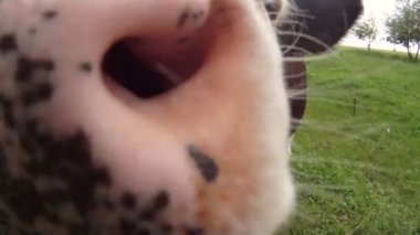 komik inek. güzel genç inek üzerinde yeşil bir alana ziyaret etti..