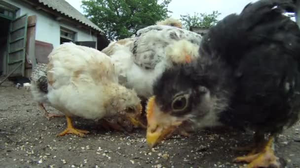 Cheesy chicken coop. A flock of chickens eating their food which lies on the floor. Close-up. Lovely chicks. — Stock Video